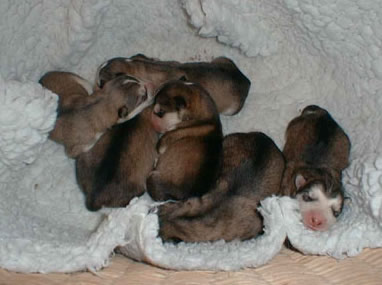puppies